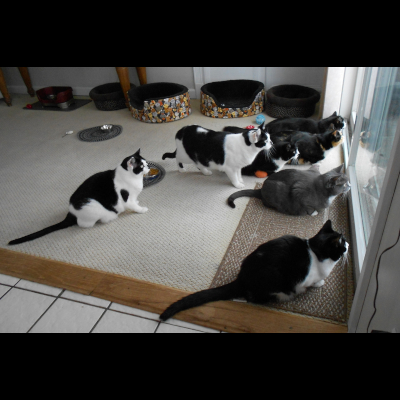 Our Cats