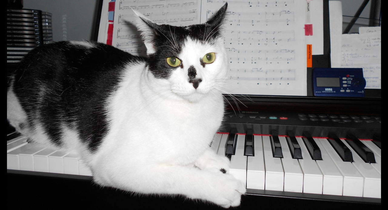 Gnocchi the cat