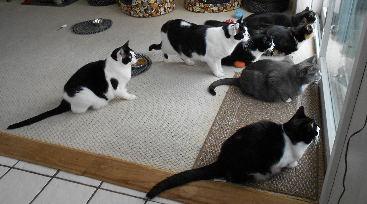 Clockwise from upper right: Teddy, Sophie, Charlotte, Zoe, Dolly, Gnocchi, Sammy.