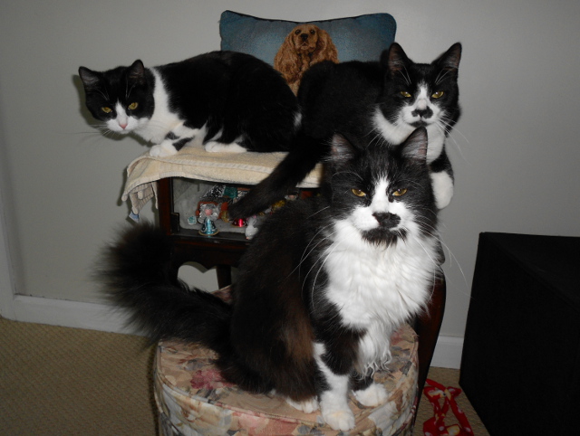 Zoe, Sammy, and Teddy